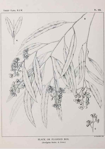 Reproducción/Reproduction 46205879054: The forest flora of New South Wales /. Sydney :W. A. Gullick,1902-1925.. 