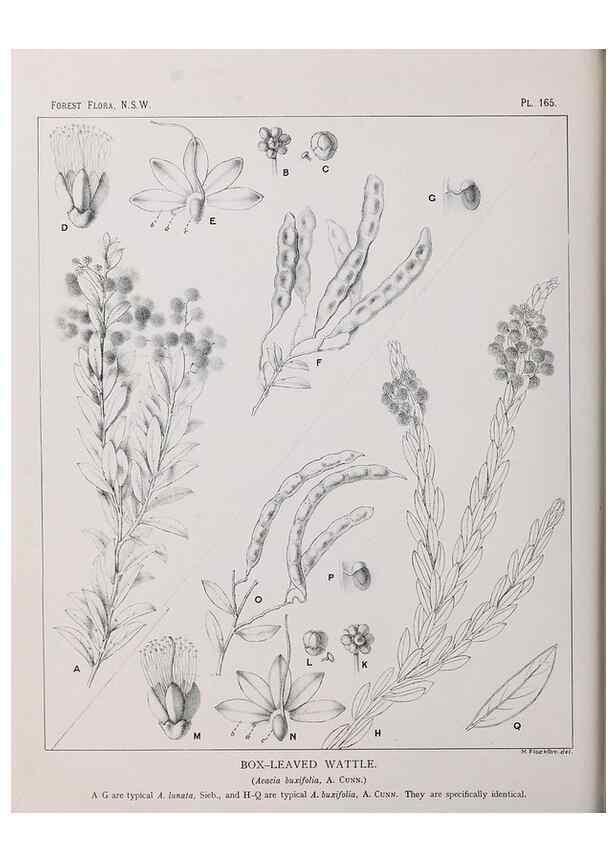 Reproducción/Reproduction 39966083793: The forest flora of New South Wales /. Sydney :W. A. Gullick,1902-1925.. 