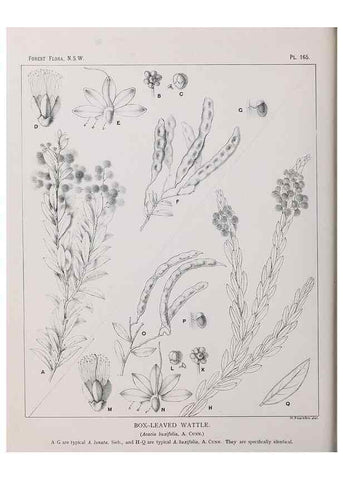 Reproducción/Reproduction 39966083793: The forest flora of New South Wales /. Sydney :W. A. Gullick,1902-1925.. 
