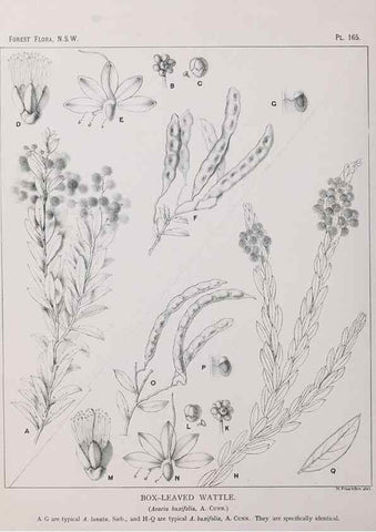 Reproducción/Reproduction 39966083793: The forest flora of New South Wales /. Sydney :W. A. Gullick,1902-1925.. 