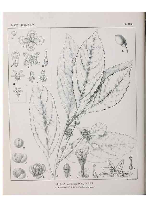 Reproducción/Reproduction 46016559345: The forest flora of New South Wales /. Sydney :W. A. Gullick,1902-1925.. 