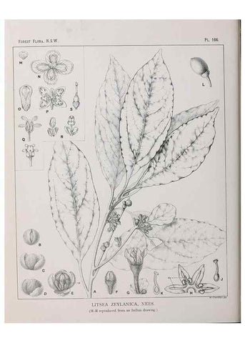 Reproducción/Reproduction 46016559345: The forest flora of New South Wales /. Sydney :W. A. Gullick,1902-1925.. 