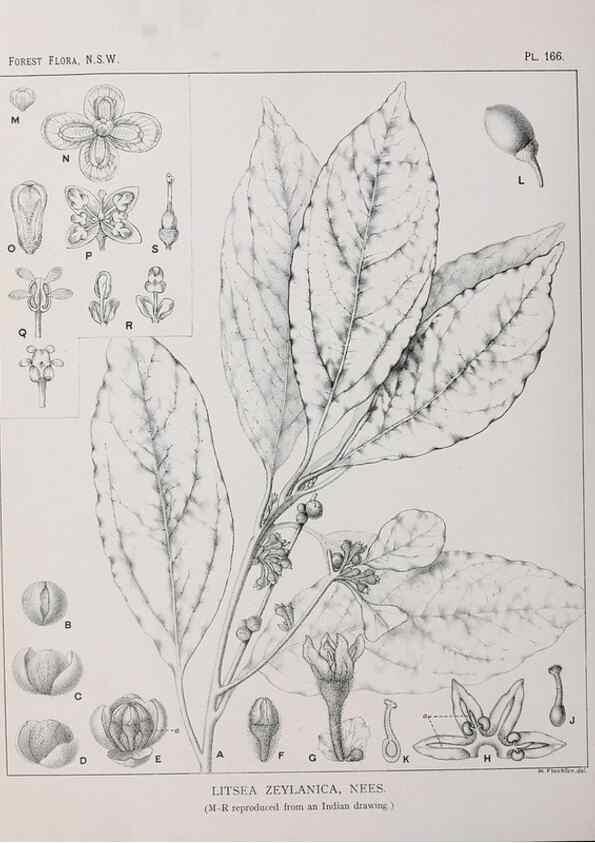 Reproducción/Reproduction 46016559345: The forest flora of New South Wales /. Sydney :W. A. Gullick,1902-1925.. 