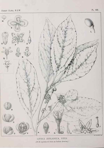 Reproducción/Reproduction 46016559345: The forest flora of New South Wales /. Sydney :W. A. Gullick,1902-1925.. 
