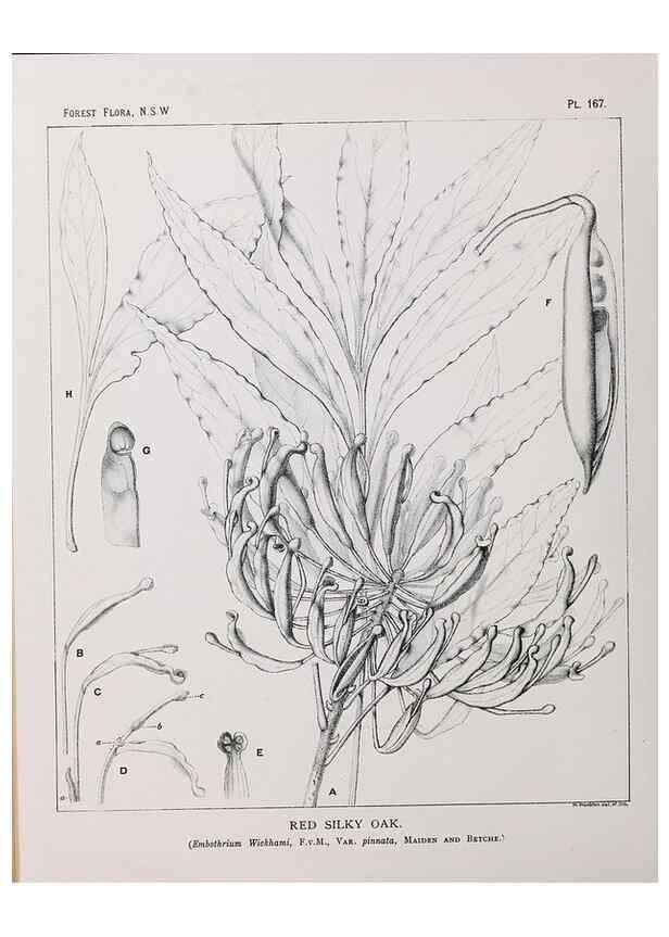 Reproducción/Reproduction 46205882524: The forest flora of New South Wales /. Sydney :W. A. Gullick,1902-1925.. 