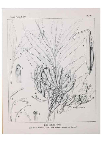 Reproducción/Reproduction 46205882524: The forest flora of New South Wales /. Sydney :W. A. Gullick,1902-1925.. 