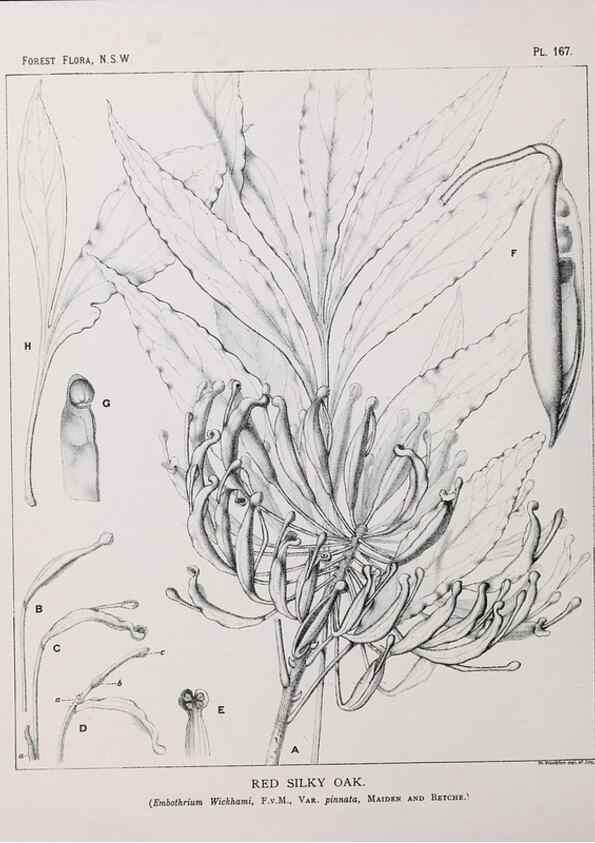 Reproducción/Reproduction 46205882524: The forest flora of New South Wales /. Sydney :W. A. Gullick,1902-1925.. 