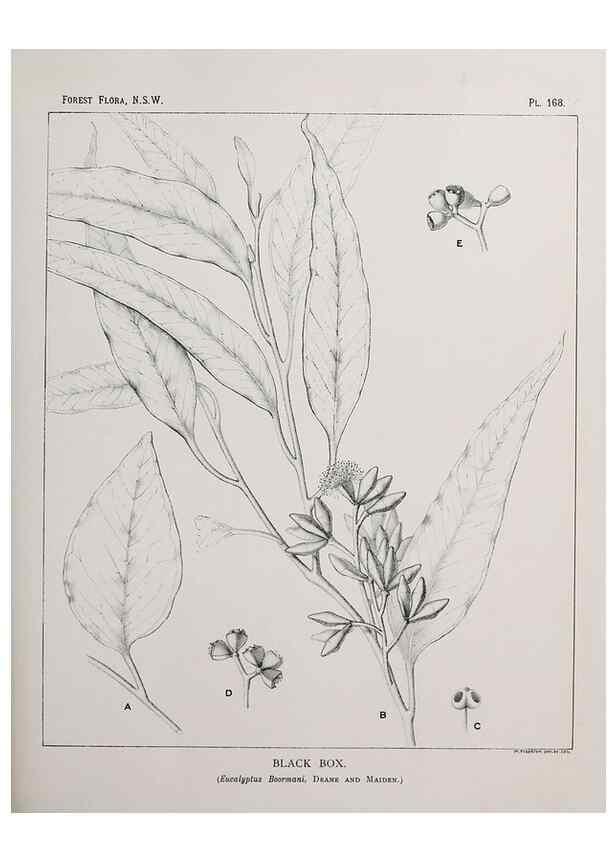 Reproducción/Reproduction 39966087733: The forest flora of New South Wales /. Sydney :W. A. Gullick,1902-1925.. 