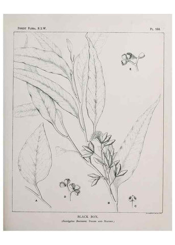 Reproducción/Reproduction 39966087733: The forest flora of New South Wales /. Sydney :W. A. Gullick,1902-1925.. 