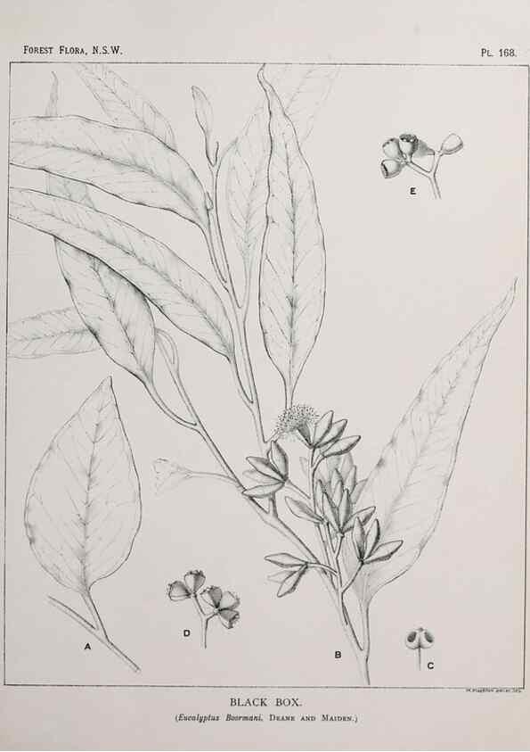 Reproducción/Reproduction 39966087733: The forest flora of New South Wales /. Sydney :W. A. Gullick,1902-1925.. 