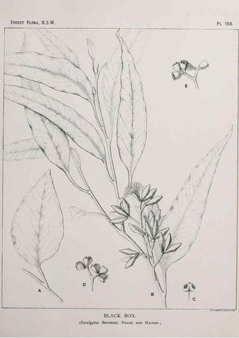 Reproducción/Reproduction 39966087733: The forest flora of New South Wales /. Sydney :W. A. Gullick,1902-1925.. 