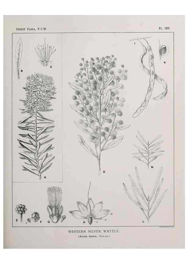 Reproducción/Reproduction 46016561065: The forest flora of New South Wales /. Sydney :W. A. Gullick,1902-1925.. 