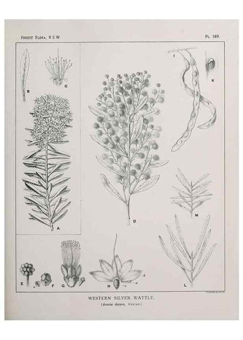 Reproducción/Reproduction 46016561065: The forest flora of New South Wales /. Sydney :W. A. Gullick,1902-1925.. 
