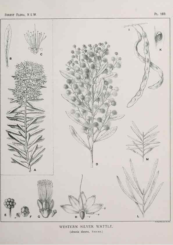 Reproducción/Reproduction 46016561065: The forest flora of New South Wales /. Sydney :W. A. Gullick,1902-1925.. 