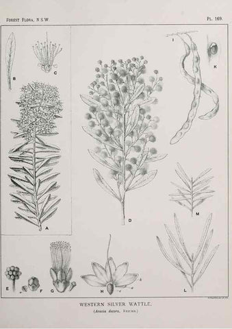 Reproducción/Reproduction 46016561065: The forest flora of New South Wales /. Sydney :W. A. Gullick,1902-1925.. 