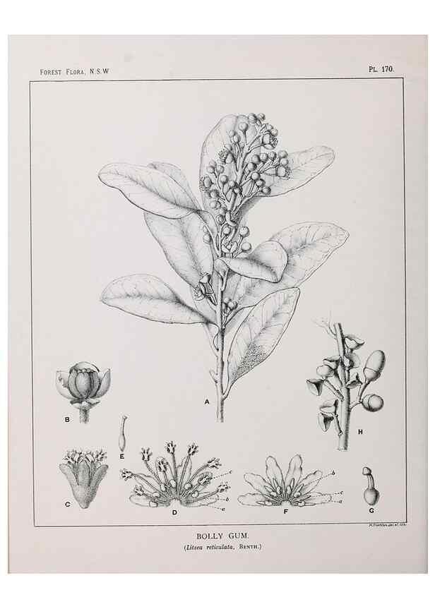Reproducción/Reproduction 39966090123: The forest flora of New South Wales /. Sydney :W. A. Gullick,1902-1925.. 