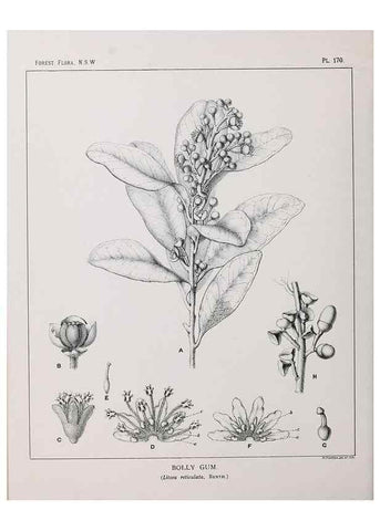 Reproducción/Reproduction 39966090123: The forest flora of New South Wales /. Sydney :W. A. Gullick,1902-1925.. 