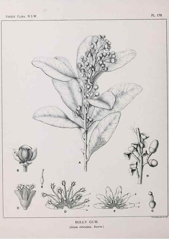 Reproducción/Reproduction 39966090123: The forest flora of New South Wales /. Sydney :W. A. Gullick,1902-1925.. 