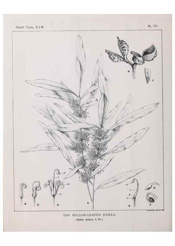 Reproducción/Reproduction 31989576257: The forest flora of New South Wales /. Sydney :W. A. Gullick,1902-1925.. 