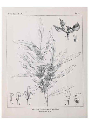 Reproducción/Reproduction 31989576257: The forest flora of New South Wales /. Sydney :W. A. Gullick,1902-1925.. 