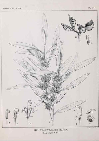 Reproducción/Reproduction 31989576257: The forest flora of New South Wales /. Sydney :W. A. Gullick,1902-1925.. 