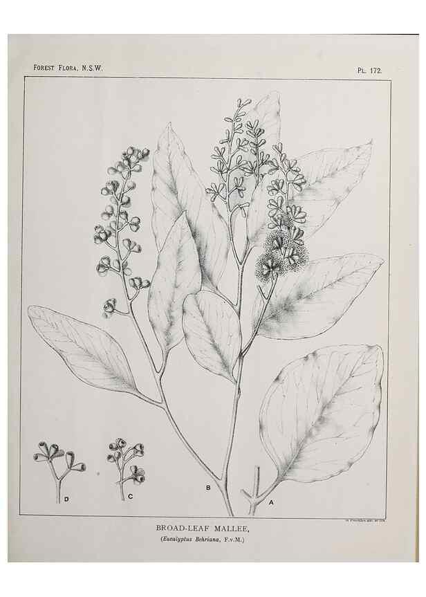 Reproducción/Reproduction 46205888144: The forest flora of New South Wales /. Sydney :W. A. Gullick,1902-1925.. 