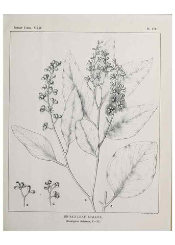 Reproducción/Reproduction 46205888144: The forest flora of New South Wales /. Sydney :W. A. Gullick,1902-1925.. 