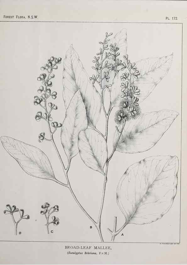 Reproducción/Reproduction 46205888144: The forest flora of New South Wales /. Sydney :W. A. Gullick,1902-1925.. 