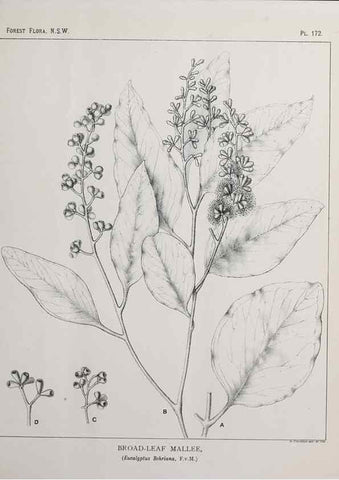 Reproducción/Reproduction 46205888144: The forest flora of New South Wales /. Sydney :W. A. Gullick,1902-1925.. 