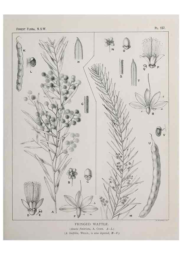 Reproducción/Reproduction 46205874854: The forest flora of New South Wales /. Sydney :W. A. Gullick,1902-1925.. 