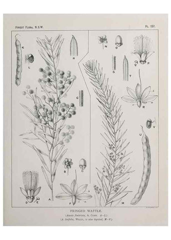 Reproducción/Reproduction 46205874854: The forest flora of New South Wales /. Sydney :W. A. Gullick,1902-1925.. 