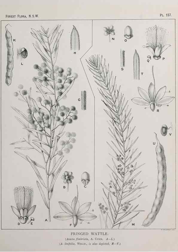 Reproducción/Reproduction 46205874854: The forest flora of New South Wales /. Sydney :W. A. Gullick,1902-1925.. 