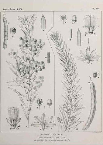 Reproducción/Reproduction 46205874854: The forest flora of New South Wales /. Sydney :W. A. Gullick,1902-1925.. 