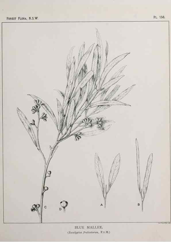 Reproducción/Reproduction 31989566027: The forest flora of New South Wales /. Sydney :W. A. Gullick,1902-1925.. 