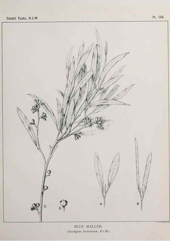 Reproducción/Reproduction 31989566027: The forest flora of New South Wales /. Sydney :W. A. Gullick,1902-1925.. 