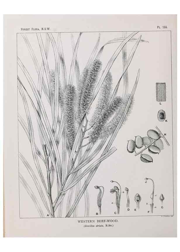 Reproducción/Reproduction 31989565317: The forest flora of New South Wales /. Sydney :W. A. Gullick,1902-1925.. 