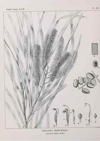 Reproducción/Reproduction 31989565317: The forest flora of New South Wales /. Sydney :W. A. Gullick,1902-1925.. 