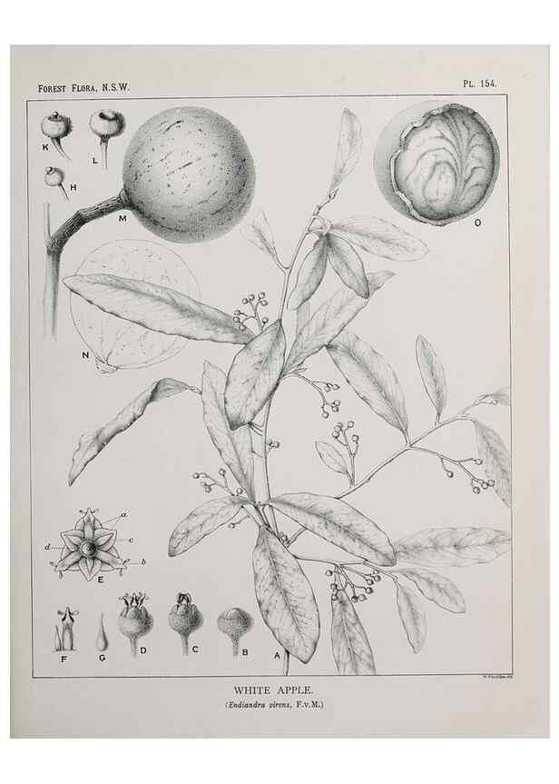 Reproducción/Reproduction 39966069683: The forest flora of New South Wales /. Sydney :W. A. Gullick,1902-1925.. 