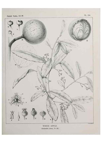 Reproducción/Reproduction 39966069683: The forest flora of New South Wales /. Sydney :W. A. Gullick,1902-1925.. 