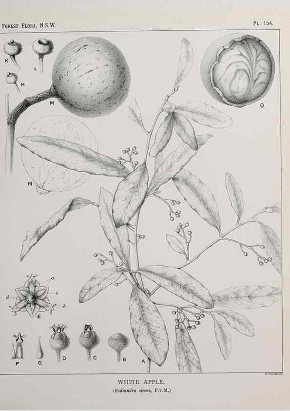 Reproducción/Reproduction 39966069683: The forest flora of New South Wales /. Sydney :W. A. Gullick,1902-1925.. 