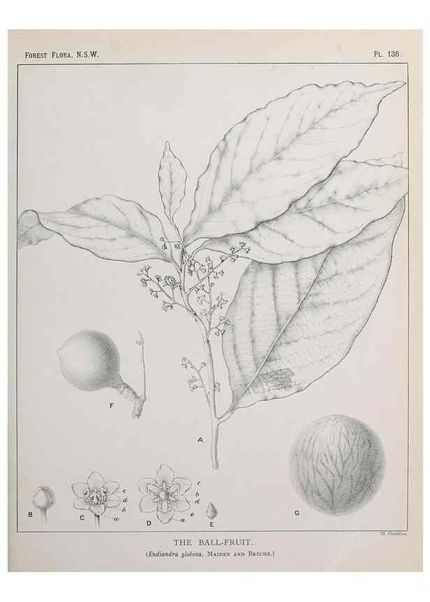 Reproducción/Reproduction 46205832724: The forest flora of New South Wales /. Sydney :W. A. Gullick,1902-1925.. 