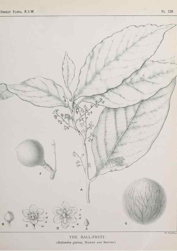 Reproducción/Reproduction 46205832724: The forest flora of New South Wales /. Sydney :W. A. Gullick,1902-1925.. 