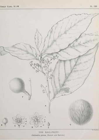 Reproducción/Reproduction 46205832724: The forest flora of New South Wales /. Sydney :W. A. Gullick,1902-1925.. 