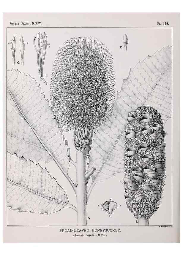Reproducción/Reproduction 39966020483: The forest flora of New South Wales /. Sydney :W. A. Gullick,1902-1925.. 