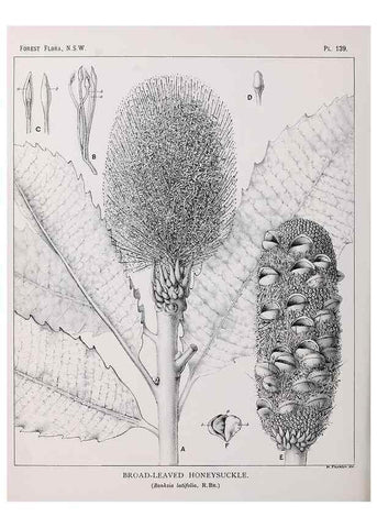 Reproducción/Reproduction 39966020483: The forest flora of New South Wales /. Sydney :W. A. Gullick,1902-1925.. 