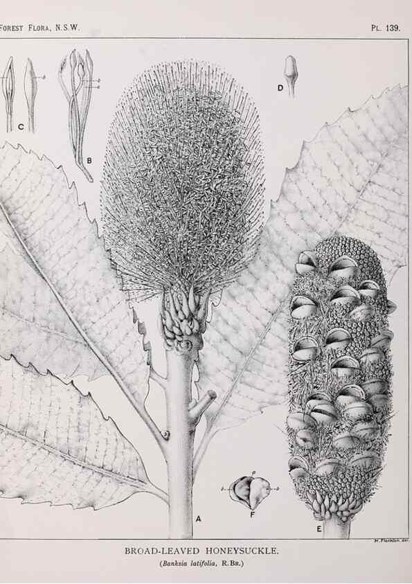 Reproducción/Reproduction 39966020483: The forest flora of New South Wales /. Sydney :W. A. Gullick,1902-1925.. 