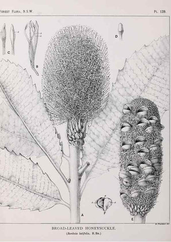 Reproducción/Reproduction 39966020483: The forest flora of New South Wales /. Sydney :W. A. Gullick,1902-1925.. 