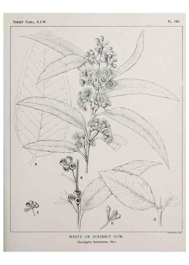 Reproducción/Reproduction 46016518315: The forest flora of New South Wales /. Sydney :W. A. Gullick,1902-1925.. 