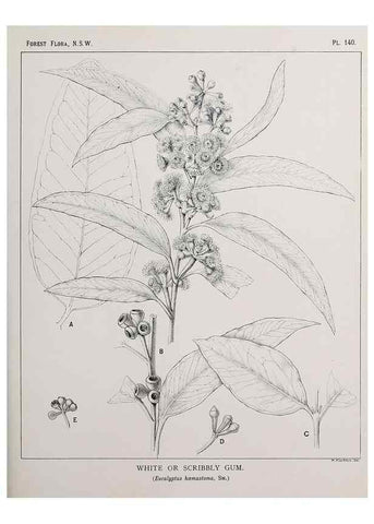 Reproducción/Reproduction 46016518315: The forest flora of New South Wales /. Sydney :W. A. Gullick,1902-1925.. 
