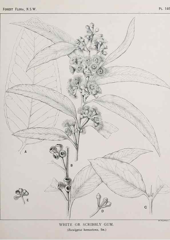 Reproducción/Reproduction 46016518315: The forest flora of New South Wales /. Sydney :W. A. Gullick,1902-1925.. 